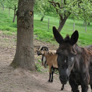 ESELWANDERUNG – 20. September