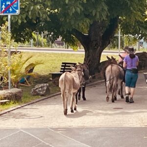 ESELWANDERUNG – 19. Juli